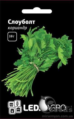 Коріандр Коріандр