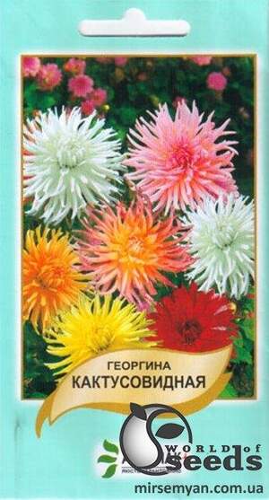 Жоржина Кактусоподібна 20 семена А Жоржина Кактусоподібна 20 семена А