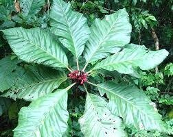 Пентагонія крупнолистна -Пентагония крупнолистная - Pentagonia macrophylla Пентагонія крупнолистна -Пентагония крупнолистная - Pentagonia macrophylla