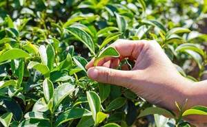 Чайний Кущ (Камелія Китайська) Camellia sinensis Чайний Кущ (Камелія Китайська) Camellia sinensis
