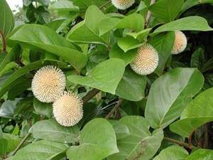 Науклея, Африканський червоний персик - Nauclea latifolia – African Red Peach Науклея, Африканський червоний персик - Nauclea latifolia – African Red Peach