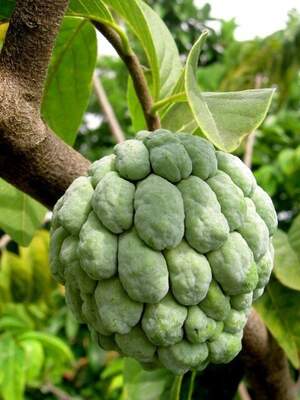 Аннона чешуйчата - Annona squamosa - Цукрове яблуко Аннона чешуйчата - Annona squamosa - Цукрове яблуко