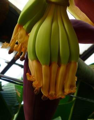 Musa Sikkimensis - Дарджилингський банан Musa Sikkimensis - Дарджилингський банан