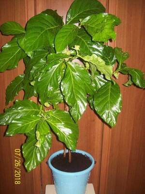 Моринда цитрусолистная, або ноні - Morinda citrifolia Моринда цитрусолистная, або ноні - Morinda citrifolia