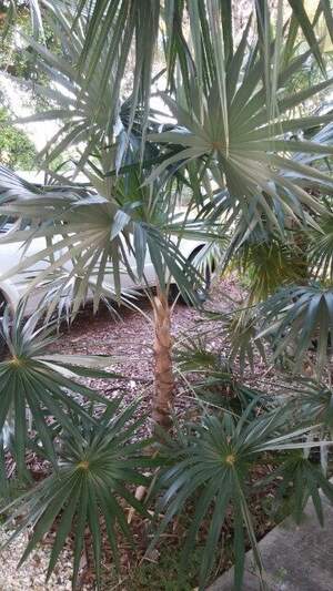 Кубинська серебриста пальма - Coccothrinax acuminata Кубинська серебриста пальма - Coccothrinax acuminata