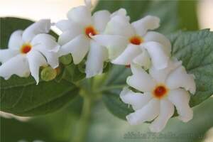 Нікантес, нічний жасмин - Nyctanthes arbor-tristis Нікантес, нічний жасмин - Nyctanthes arbor-tristis