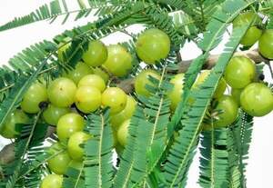 Індійський агрус, амла, Ембліка - Phyllanthus emblica Індійський агрус, амла, Ембліка - Phyllanthus emblica