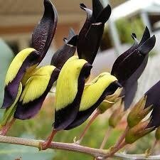 Кеннедія чорна - Kennedia nigricans Кеннедія чорна - Kennedia nigricans