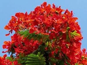 Делоникс королівський,вогняне дерево - Delonix regia Делоникс королівський,вогняне дерево - Delonix regia