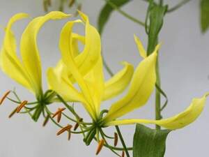 Глоріоза розкішна жовта - Gloriosa superba 'Yellow' Глоріоза розкішна жовта - Gloriosa superba 'Yellow'