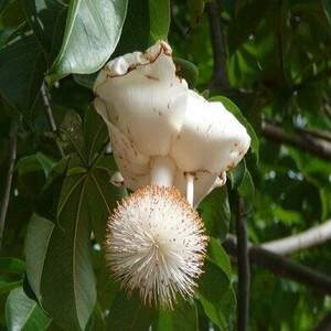 Баобаб пальчастий - Adansonia digitata Баобаб пальчастий - Adansonia digitata