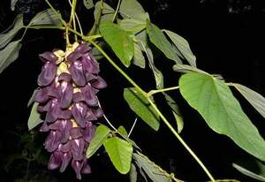 Мукуна пекуча - Mucuna Pruriens Мукуна пекуча - Mucuna Pruriens