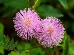Мімоза сором'язлива - Mimosa pudica Мімоза сором'язлива - Mimosa pudica