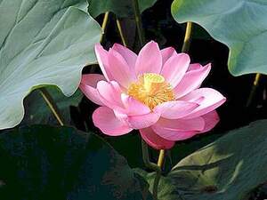 Священний лотос - Nelumbo nucifera Священний лотос - Nelumbo nucifera