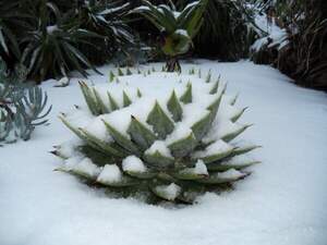 Спіральне алое, алое багатолисте - Aloe polyphylla Спіральне алое, алое багатолисте - Aloe polyphylla