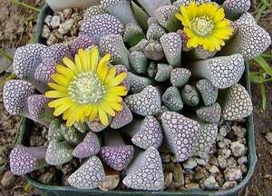 Титанопсис Швантеза - Titanopsis schwantesii - Живий камінь Титанопсис Швантеза - Titanopsis schwantesii - Живий камінь