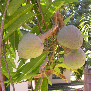 Кремове яблуко, або Аннона сітчаста, або бичаче серце - Annona reticulata – Wild Sweetsop Кремове яблуко, або Аннона сітчаста, або бичаче серце - Annona reticulata – Wild Sweetsop