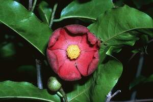 Uvaria (родина Annonaceae) - Uvaria concava Uvaria (родина Annonaceae) - Uvaria concava