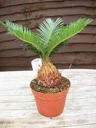 Цикас 'Карликова форма' Карликове тайське саго -Cycas siamensis 'Dwarf Form' Цикас 'Карликова форма' Карликове тайське саго -Cycas siamensis 'Dwarf Form'