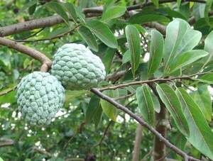 Набір насіння Аннон 4 види ( Annona cherimola, Annona muricata, Annona reticulata, Annona squamosa) Набір насіння Аннон 4 види ( Annona cherimola, Annona muricata, Annona reticulata, Annona squamosa)