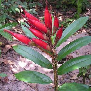 Набір насіння садових однорічників