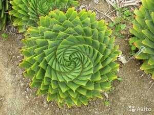 Спіральне алое, алое багатолисте - Aloe polyphylla
