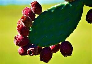 Кактус їстівний (опунція) морозостійка