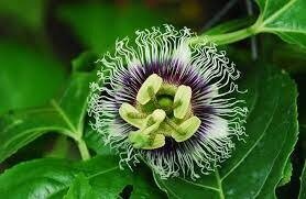 Мараку́я, або страстоцвіт їстівний, або пасифлора їстівна, або гранадила пурпурна - Passiflora edulis)