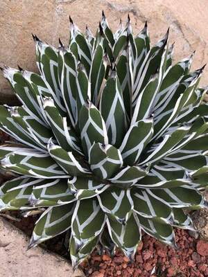 Агава Пінтілья - Agave pintilla - Agave victoriae-reginae.