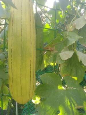 Люфа  - губковий гарбуз, або губка рослинна