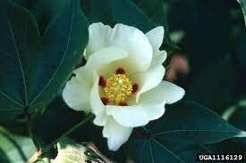 Бавовник звичайний-  Бавовник - Госсипіум  волохатий - Gossypium hirsutum