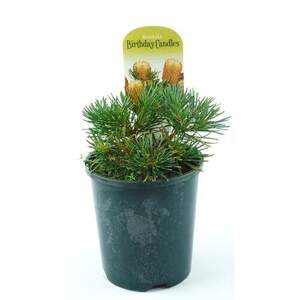 Банксія  гарна - Шпилька банксія- Banksia spinulosa -