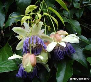 Ідеальна маракуйя - Passiflora popenovii