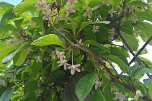 Лимонник китайський -  Schisandra chinensis