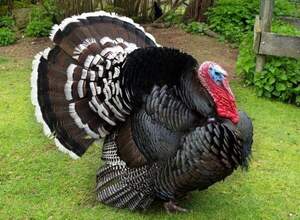 Комбікорм ПК 22-2 (віком від 3 до 8 тижнів) Мішок 10 кг.