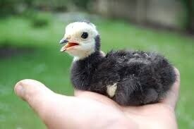 Комбікорм ПК 11-3 (віком від 1 до 9 тижнів) Мішок 10 кг.