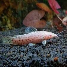 Таракатум 6-8см