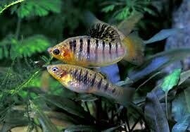 Лімія чорнополоса 2-2.5см Лімія чорнополоса 2-2.5см