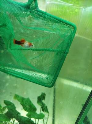 Пецілія мікс 1.5-2см