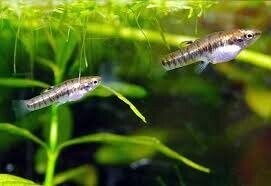 Формоза 1-1.5см Формоза 1-1.5см