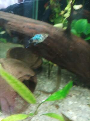 Пецілія неонова Пецілія неонова