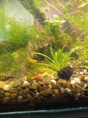 Криветка жовта