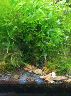 Криветка мікс