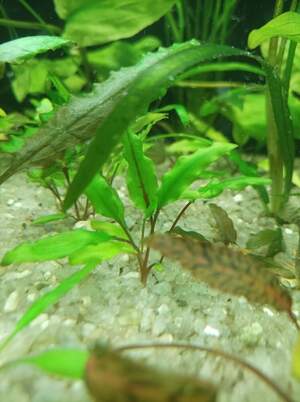 Кріптокаріна