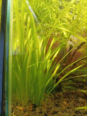 Валіснерія