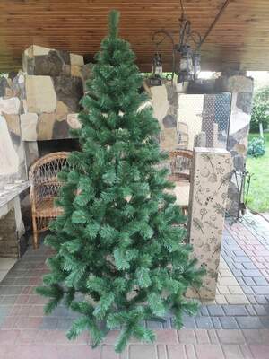 ялина карпатська ялина карпатська