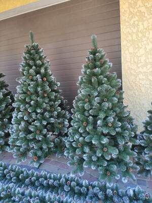 ялина елітна з шишкою ялина елітна з шишкою