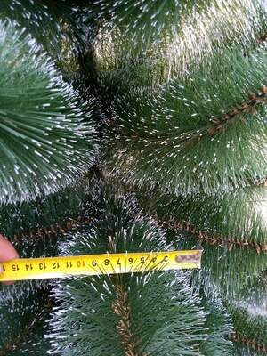 Сосна Зелена,засніжена Сосна Зелена,засніжена