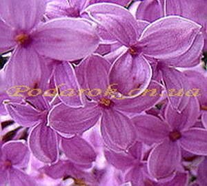 Отдушка Отдушка