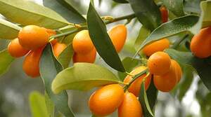 Кинкан (кумкват) Margarita   2 года